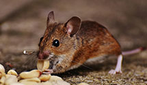24 Hour & Emergency Exterminators in Boone, NC